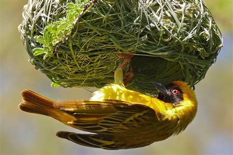 The Many Different Types of Bird Nests