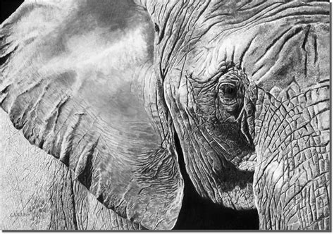 The Matriarch   Elephant Drawing   Owen Garratt   Pencil ...