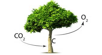 The meaning and symbolism of the word   «Arbol Es»