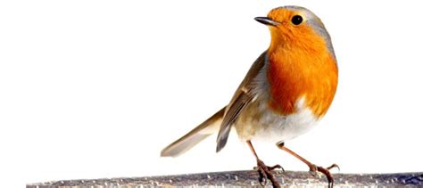 The meaning and symbolism of the word   Bird