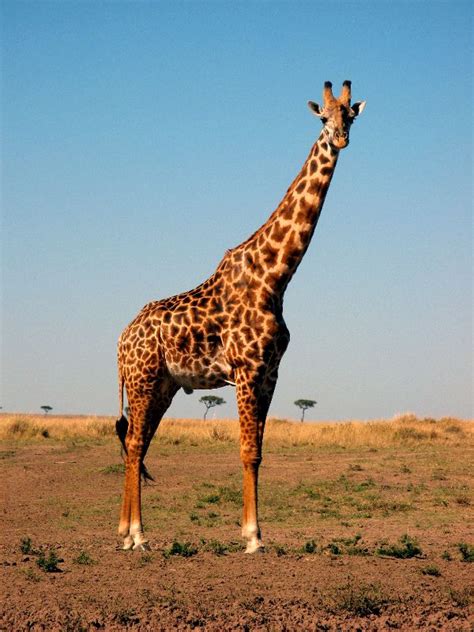 The meaning and symbolism of the word   «Giraffe»