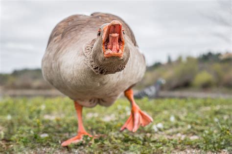 The meaning and symbolism of the word   «Goose»