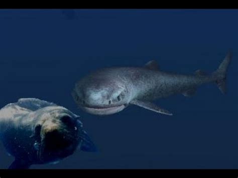 The Mighty and Mysterious Greenland Shark   YouTube