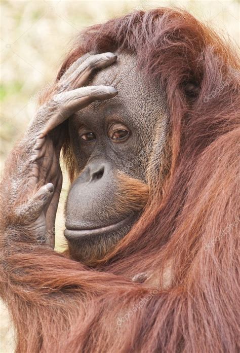 The monkey the orangutan looking — Stock Photo  Irin717 ...