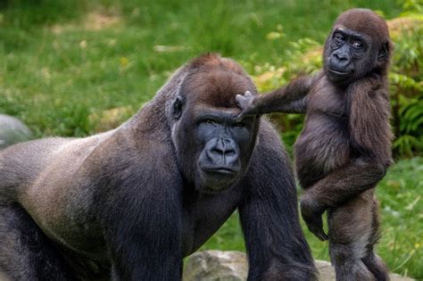 The More Male Gorillas Look After Young, the More Young ...
