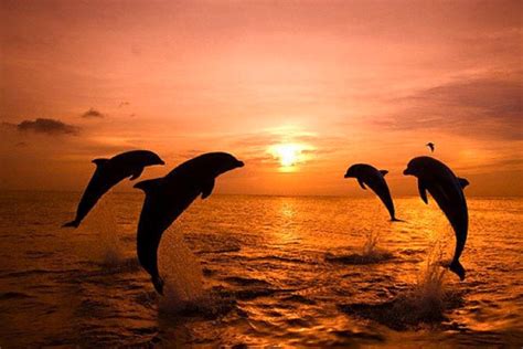 The Most Beautiful Sunset With The Dolphins – OddMeNot