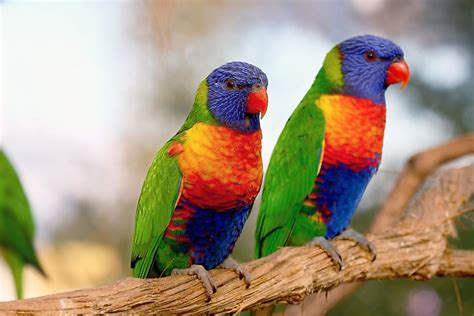 The Most Colorful Birds From Around The World WorldAtlas.com