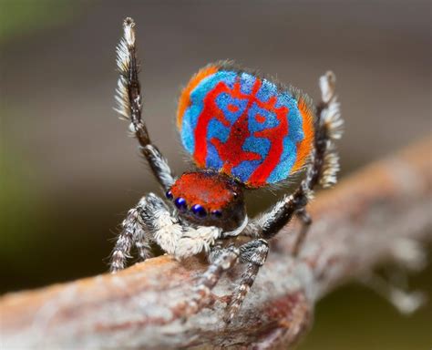 The Most Dangerous And Bizarre Spiders In The World