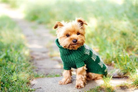 The Name Game: Great Names for Small Dogs — My Animals
