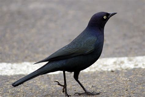 The Nature of Framingham: Those Cute Western Blackbirds
