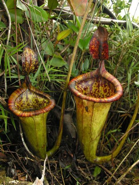 The Nepenthes–Carvivorous Pitcher Plants | ferrebeekeeper