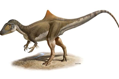 The new species of dinosaur, Concavenator corcovatus   ABC ...