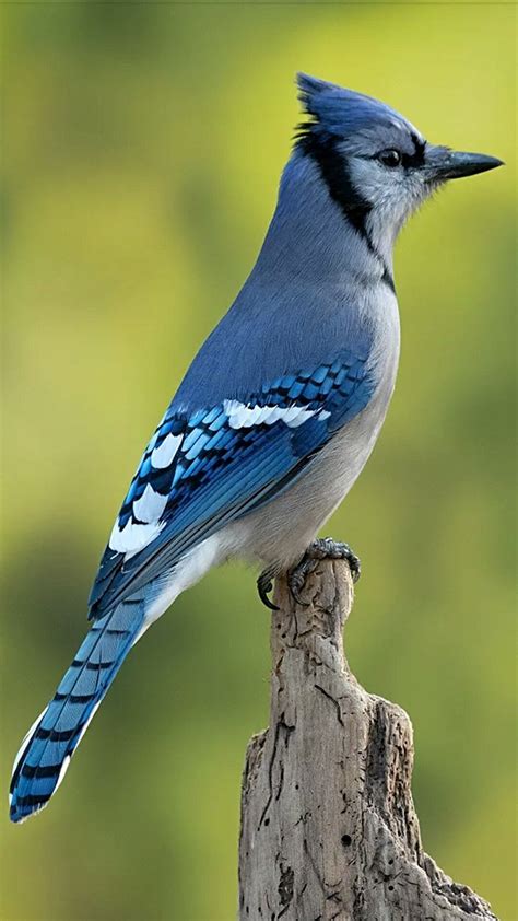 The North American Blue Jay | Pretty birds, Beautiful ...