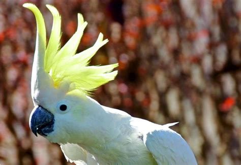 THE NYMPH COCKATOO | Unreal Roc – The Pets Way Of Life