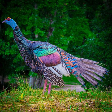 The Ocellated Turkey has iridescent feathers ...
