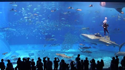 The Okinawa Churaumi Aquarium and The Berlin Hauptstadt ...