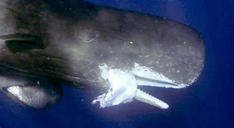 The only existing picture of a sperm whale eating an giant ...