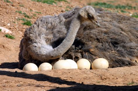 The Ostrich lays the largest eggs