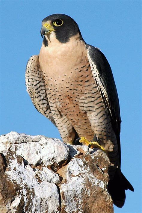 The peregrine falcon  Falco peregrinus  | Flora y Fauna de ...