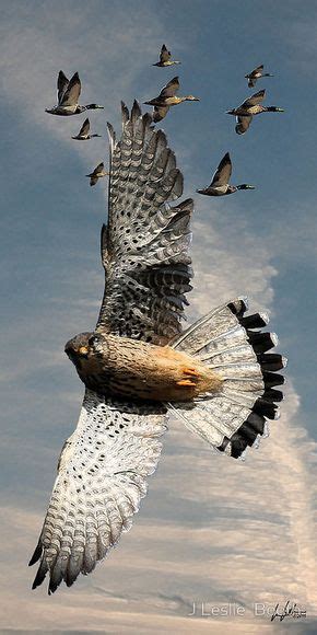 The Perigrin Falcon   World s fastest bird   clocked at ...