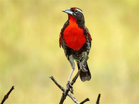The Peruvian Meadowlark is a species of bird found in Chile, Ecuador ...