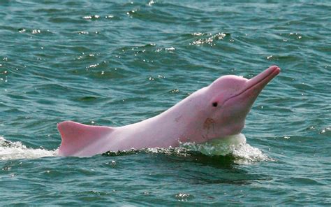 The Pink Dolphin, Amazonas   Peru | Machu Picchu Travel ...