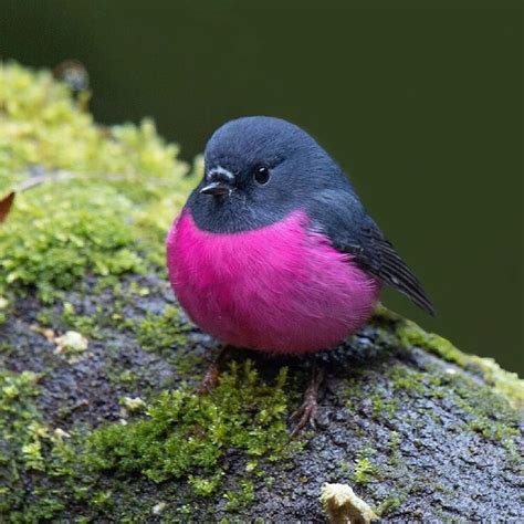 The Pink Robin Is A Very Adorable Bird From Australia ...