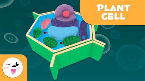 The plant cell and its parts   Natural Science ...