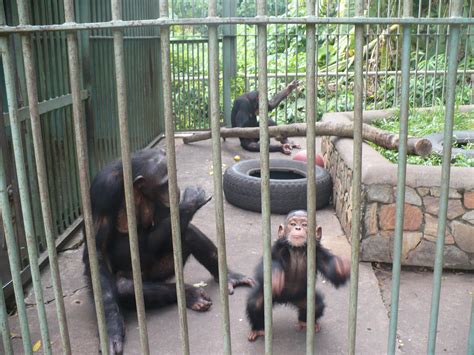 The Plight of Orphaned Chimpanzees | As We Now Think