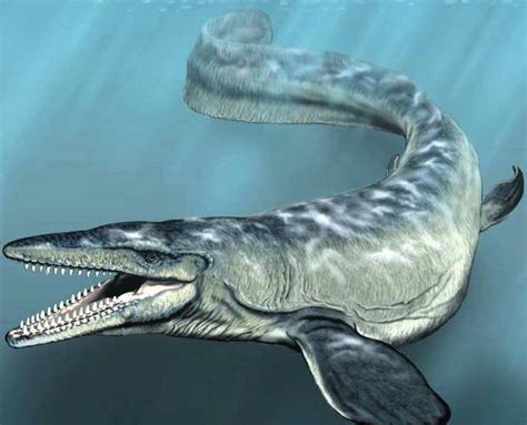 The Possiblity of Mosasaurs breeding off the New Zealand ...