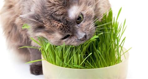 The Real Reasons Your Cat Is Throwing Up – Collective ...