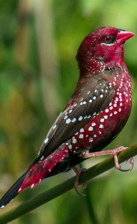 The red avadavat, red munia or strawberry finch is a ...