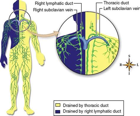 The right lymphatic duct drains lymph from the