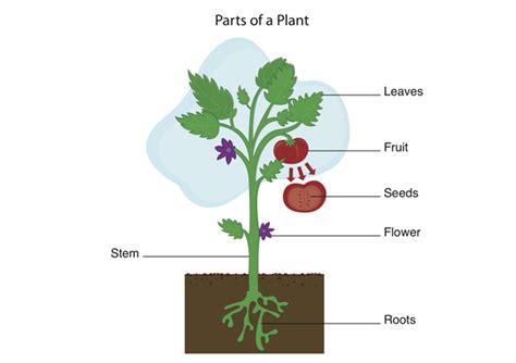The roots are responsible fort he absorption of water and...