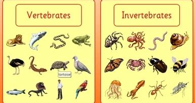 The  second  classroom: SCIENCE   UNIT 4: VERTEBRATE AND ...