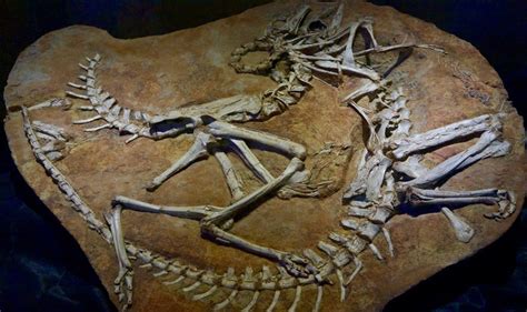 The Second Life of Mongolian Dinosaur Fossils – BCNN1 WP