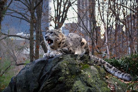 The Snow Leopard at the Central Park Zoo. The most beautiful animal I ...
