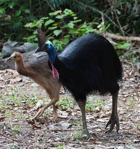 The Southern Cassowary   The Most Dangerous Bird on Earth ...