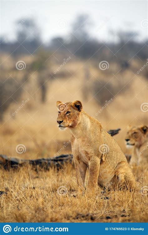 The Southern Lion ,Panthera Leo Melanochaita, Also As The ...