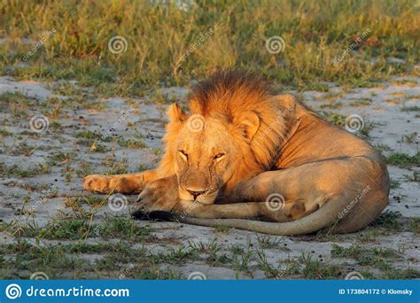 The Southern Lion Panthera Leo Melanochaita Also To As The ...