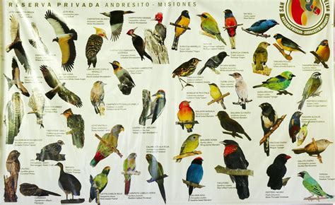 The Species List | Audubon