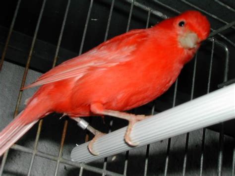 The Splendid Bourke Bird Blog: Pink Birds! Red Birds! All ...