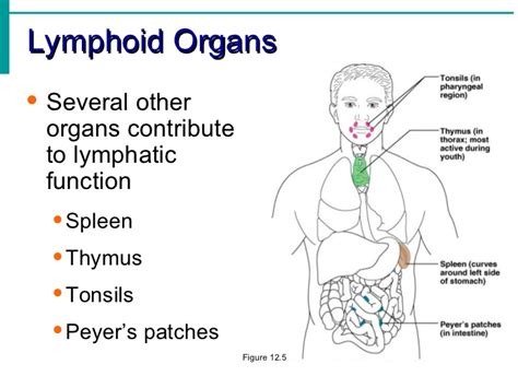 The Structure and Function of the Lymphatic System ...