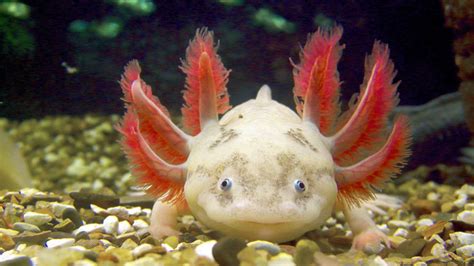 The Super cute Axolotl Is Also a Ruthless Carnivore ...