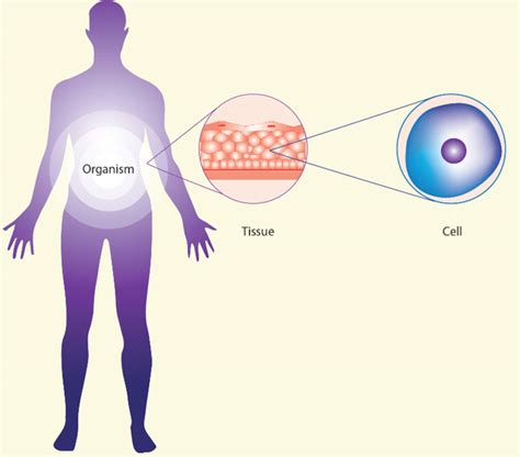 The systemic hallmarks of cancer