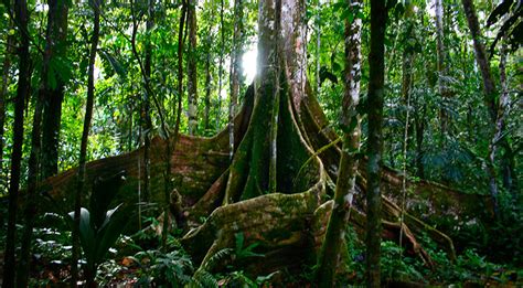 The Tallest Trees in the Amazon | Amazon Rainforest ...