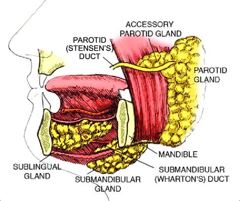 The three major paired salivary glands include the parotid ...