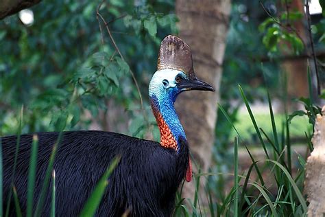 The Three Species Of The Cassowary Bird Living Today ...