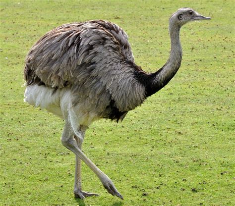 The Top 10 Largest Flightless Birds From Around the World