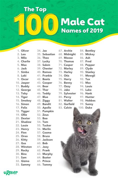 The Top 100 Male Cat Names of 2019 | Kitten names unique, Kitten names ...